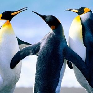 Meet your Posher, Brandy